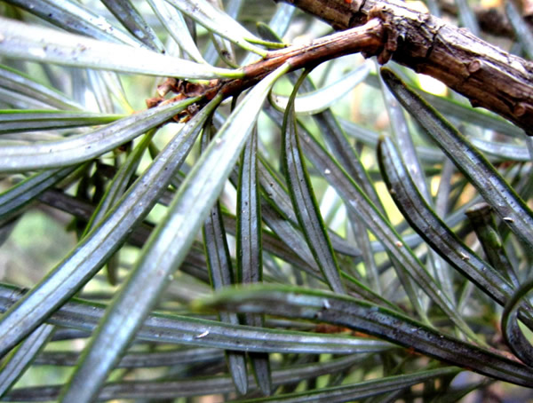 银杉的拼音怎么写？银杉的拼音怎么读？