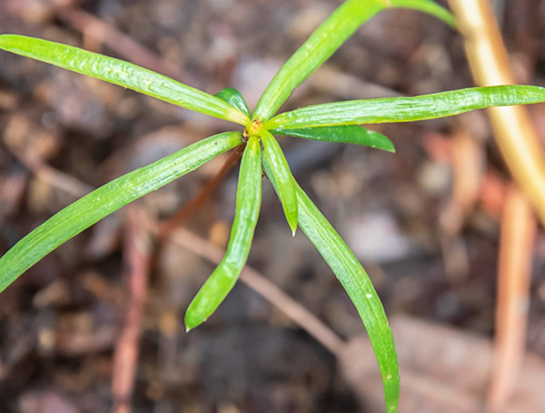 银杉图片大全，银杉图片和罗汉松图片欣赏