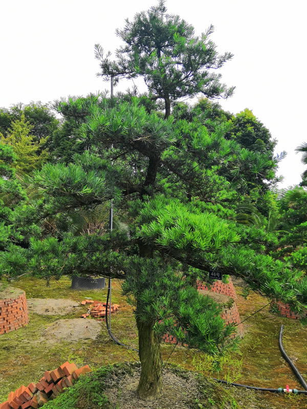 银杉与罗汉松的区别有哪些？