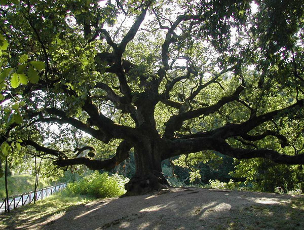 银杉与银杏哪个是活化石？