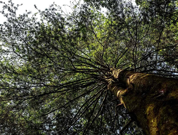 银杉对人类的好处有哪些？银杉具有哪些价值？