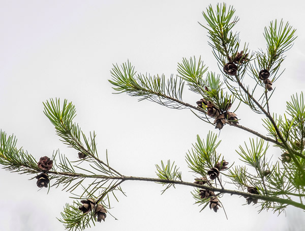 银杉分布在哪些地方？哪儿有银杉的种植基地？