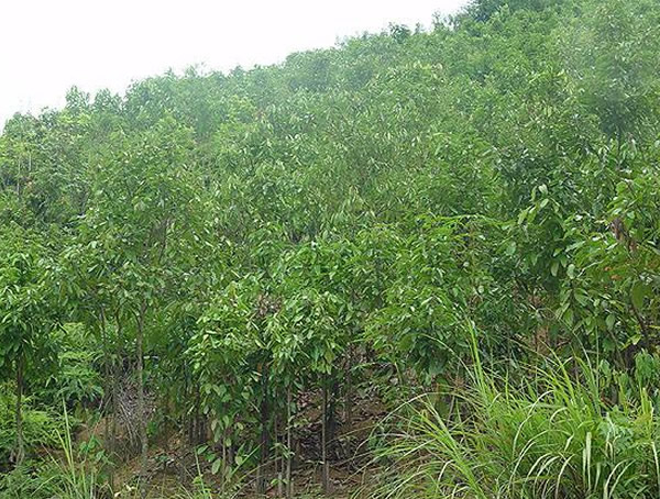 桂皮树图片大全，野生桂皮树图片欣赏