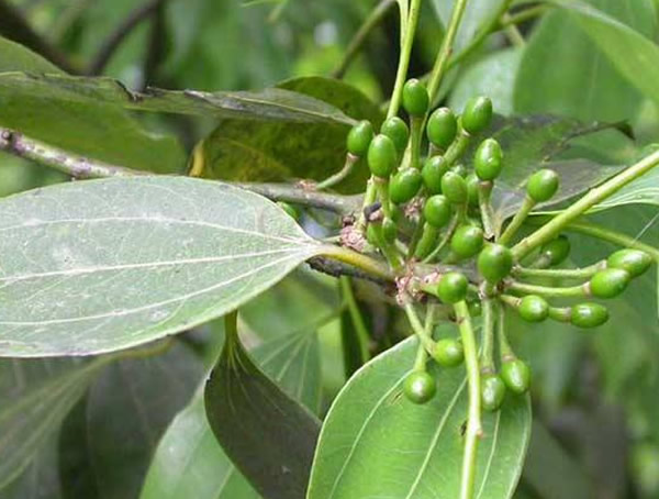 桂皮树有几种？长成什么样子？