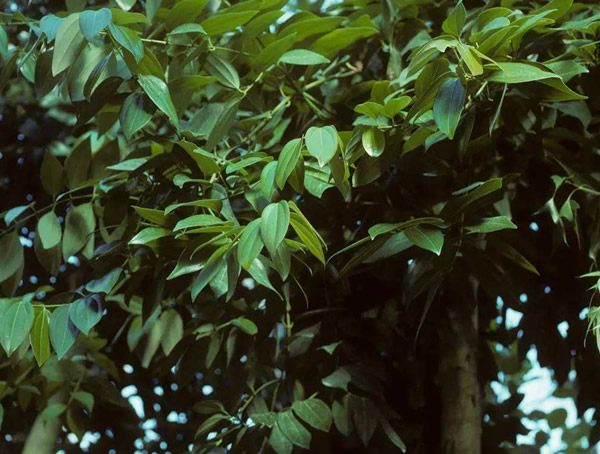 桂皮树剥皮后会死吗？桂皮树被剥皮后能不能活？