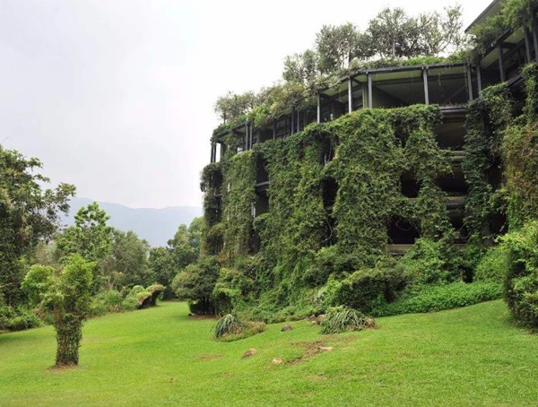 桂皮树适合在哪里种植？