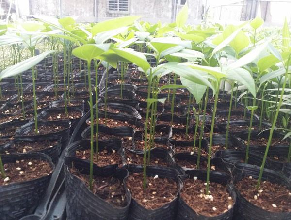 桂皮树剥皮后还长吗？桂皮树能扒几次皮？