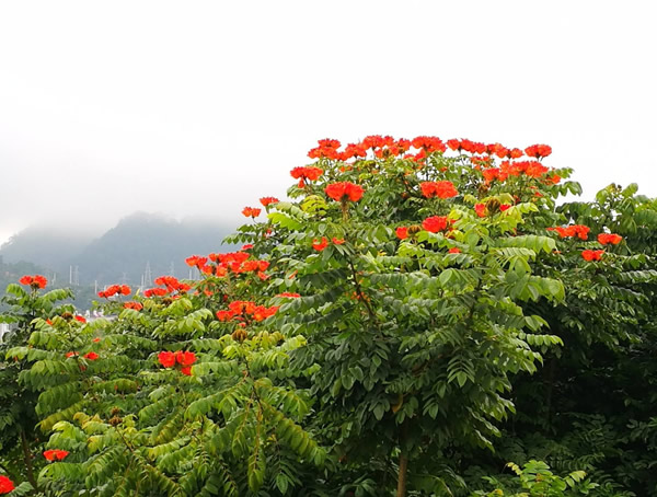 火焰木价格-图片-形态特征-生长习性-分布范围-主要价值以及植物文化