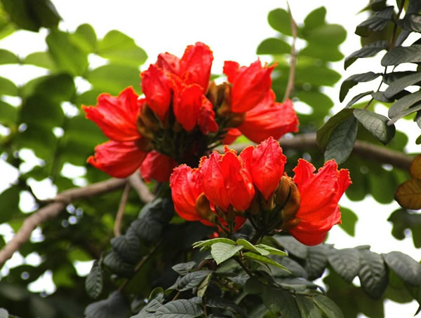 火焰木图片及价格，澳洲火焰木图片，海南火焰木图片