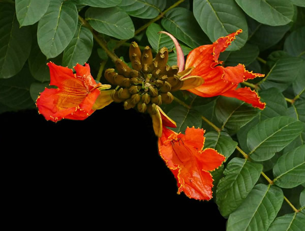 火焰木什么时候开花？火焰木花期是什么时候？