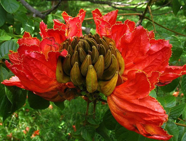 火焰树花的功效与作用，火焰木的价值有哪些？