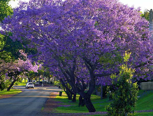 蓝花楹价格-图片-形态特征-生长习性-地理分布-主要品种-主要价值以及植物文化