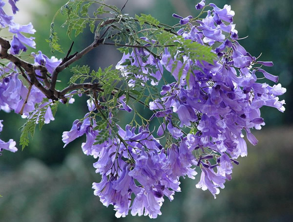 蓝花楹图片大全，唯美蓝花楹图片欣赏