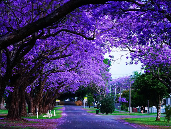 蓝花楹的繁殖方法、种植管理以及病虫防治介绍