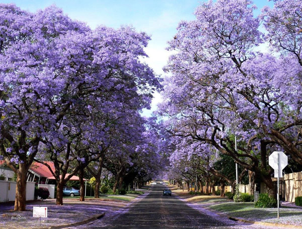 蓝花楹花语是什么？