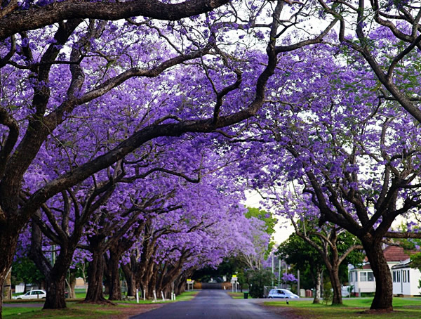 蓝花楹怎么种植长得快？蓝花楹一年生长速度有多快？