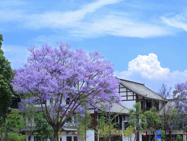 蓝花楹几月开花？蓝花楹的花期是好久呢？