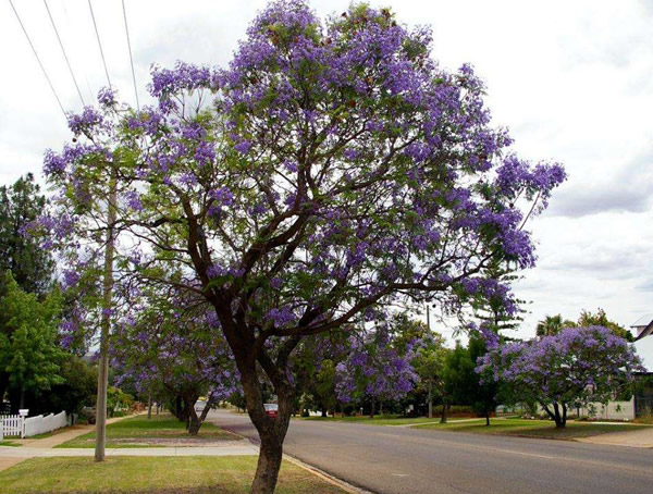 种植蓝花楹的技巧有哪些？
