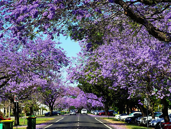 蓝花楹花语及传说故事是什么？