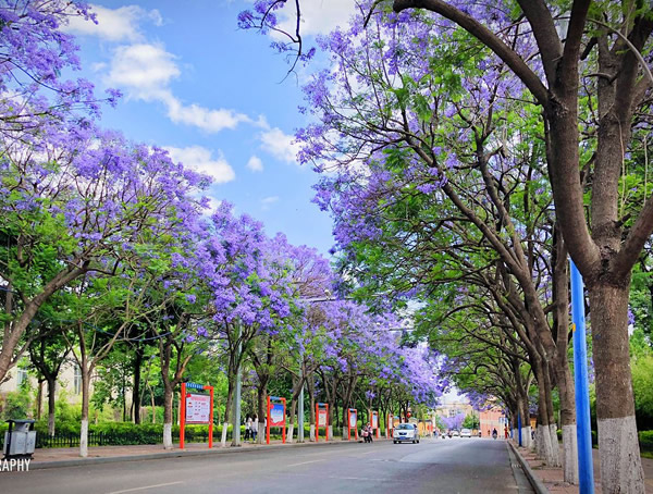 什么树可以嫁接蓝花楹？