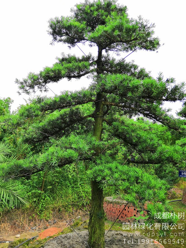 银杉图片大全，银杉图片和罗汉松图片欣赏