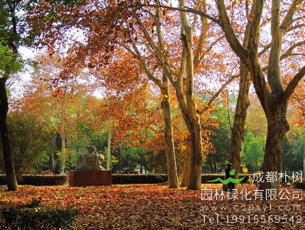 梧桐价格-图片-形态特征-生长习性-地理分布-经济价值以及植物文化