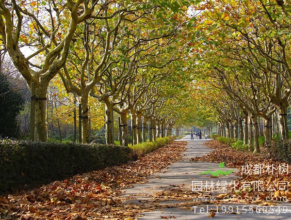 梧桐树的寓意有哪些？梧桐树花语是什么意思