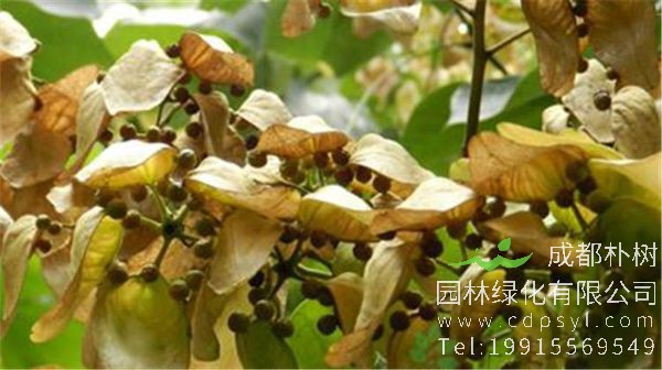 梧桐树的果实为什么不能吃？