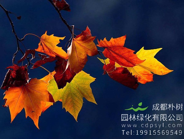 梧桐价格-图片-形态特征-生长习性-地理分布-经济价值以及植物文化