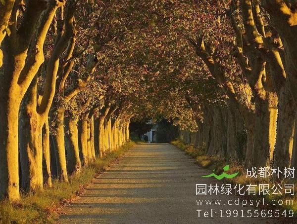 梧桐价格-图片-形态特征-生长习性-地理分布-经济价值以及植物文化