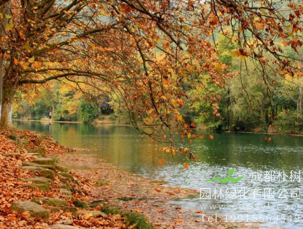 梧桐树图片大全，梧桐树叶图片欣赏