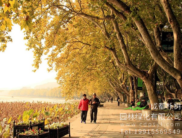 梧桐价格-图片-形态特征-生长习性-地理分布-经济价值以及植物文化