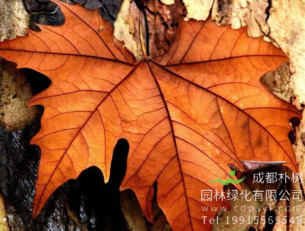 梧桐树图片大全，梧桐树叶图片欣赏