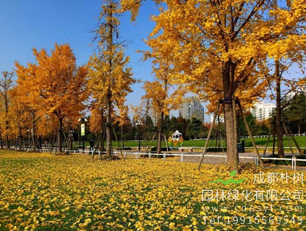 梧桐树图片大全，梧桐树叶图片欣赏