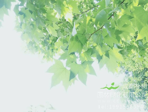 梧桐树分几种？具体是哪几种？