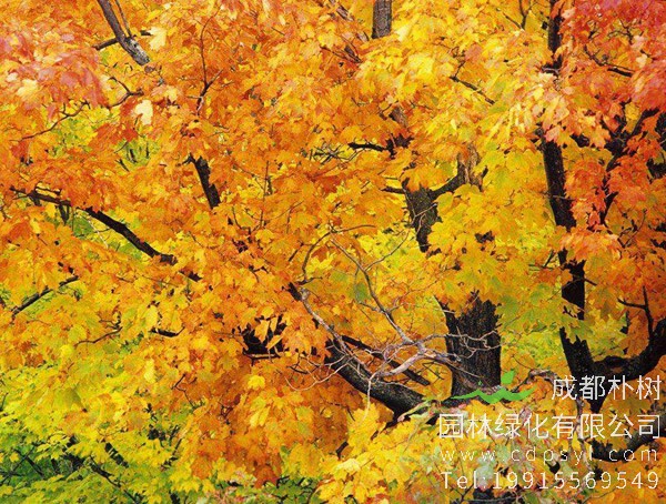 梧桐树的寓意有哪些？梧桐树花语是什么意思