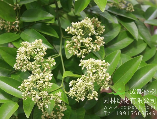 降香树价格-图片-形态特征-生长环境-分布范围以及主要价值