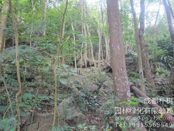 降香树图片，野生降香木图片，降香树幼苗图片