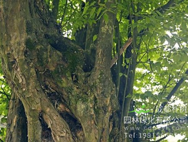青檀树价格-图片-形态特征-生长环境-分布范围-栽培技术以及主要价值