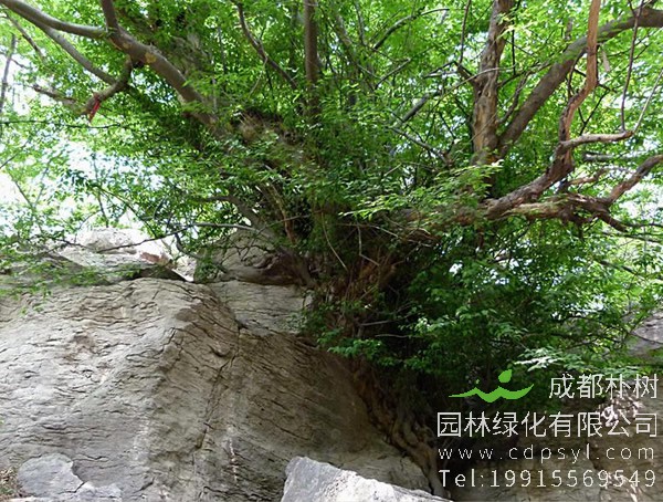 青檀树的特点是什么？