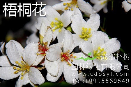 梧桐什么时候开花？梧桐花和泡桐花的区别
