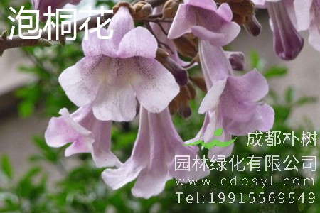 梧桐什么时候开花？梧桐花和泡桐花的区别
