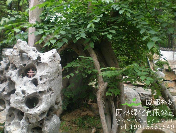 青檀树价格-图片-形态特征-生长环境-分布范围-栽培技术以及主要价值