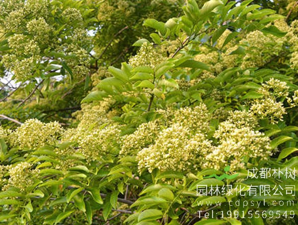 降香树图片，野生降香木图片，降香树幼苗图片