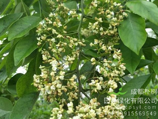 降香树的繁殖方法、栽培技术以及病虫防治方法介绍