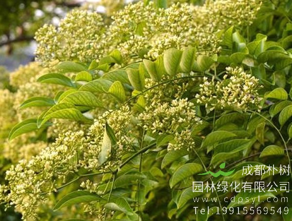 降香树价格-图片-形态特征-生长环境-分布范围以及主要价值