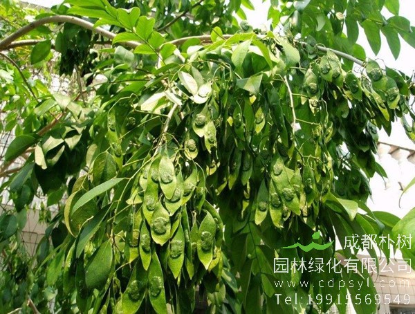 降香树价格-图片-形态特征-生长环境-分布范围以及主要价值