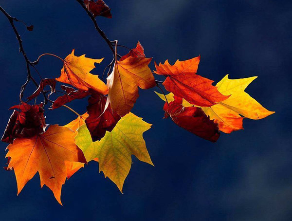 梧桐的繁殖技术、种子处理、播种栽培、田间管理以及病虫防治介绍