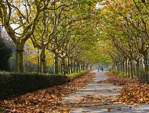 梧桐树的特点是什么？