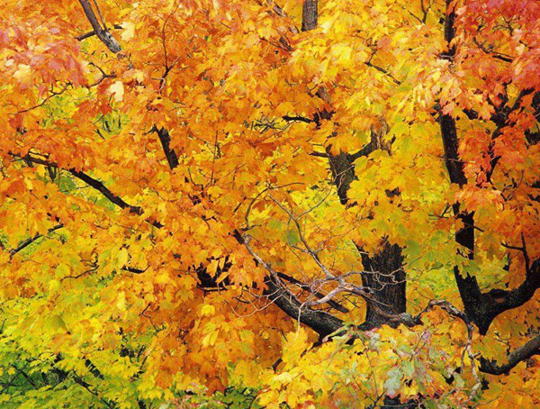 梧桐树的寓意有哪些？梧桐树花语是什么意思